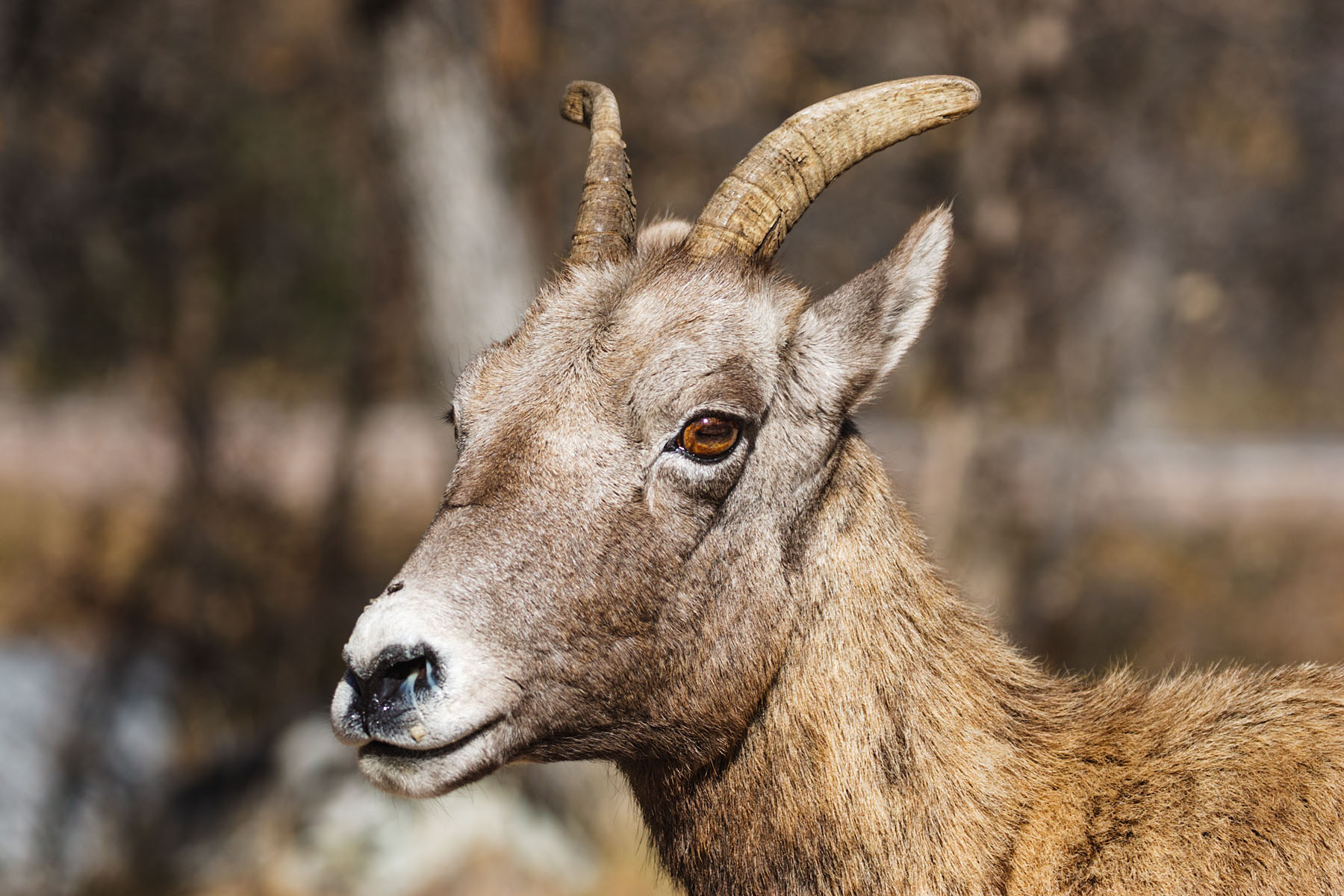 Rocky Mountain Bighorn ewe, Custer State Park, SD.  Click for next photo.