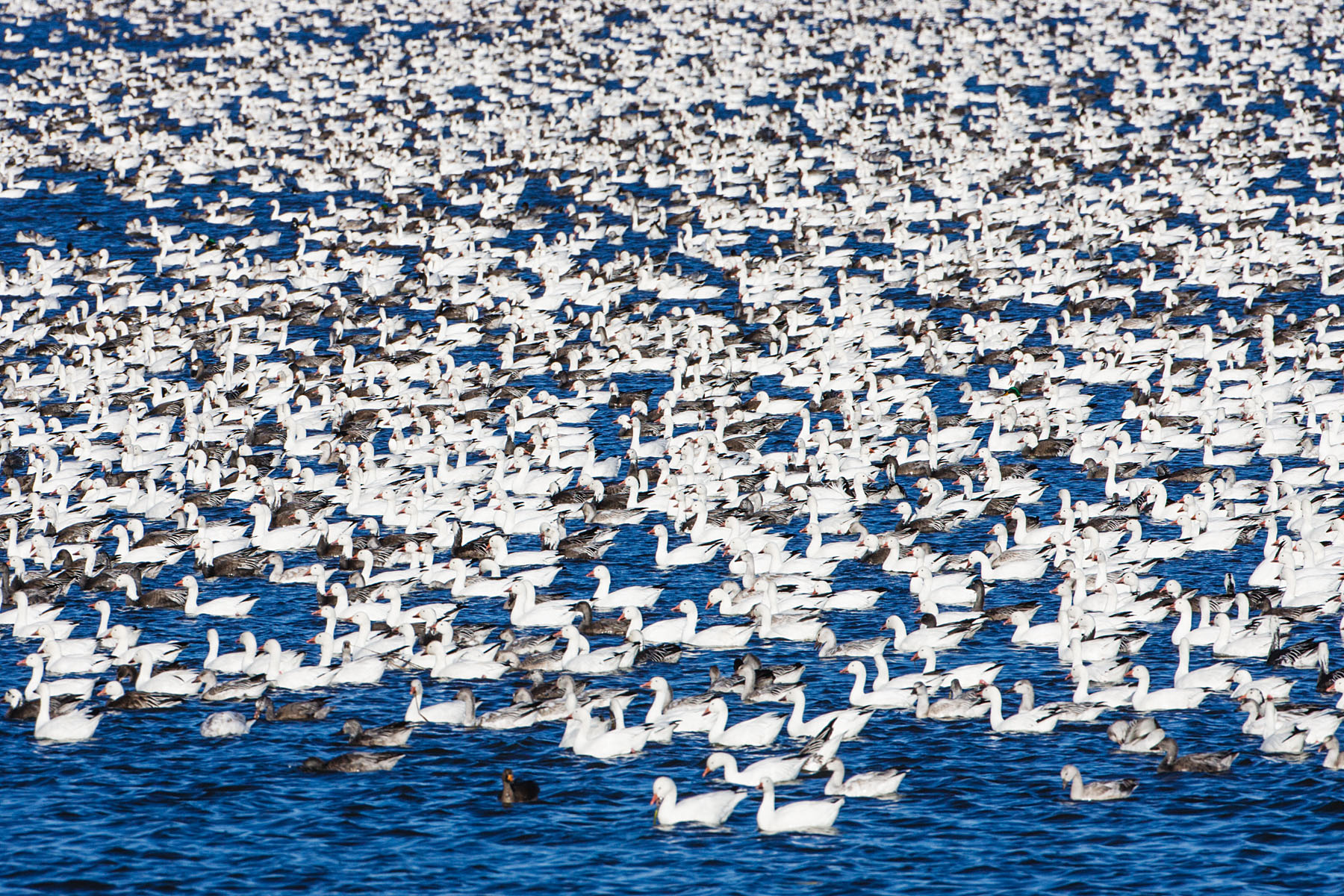 Snow geese, Squaw Creek NWR, MO.  Click for next photo.