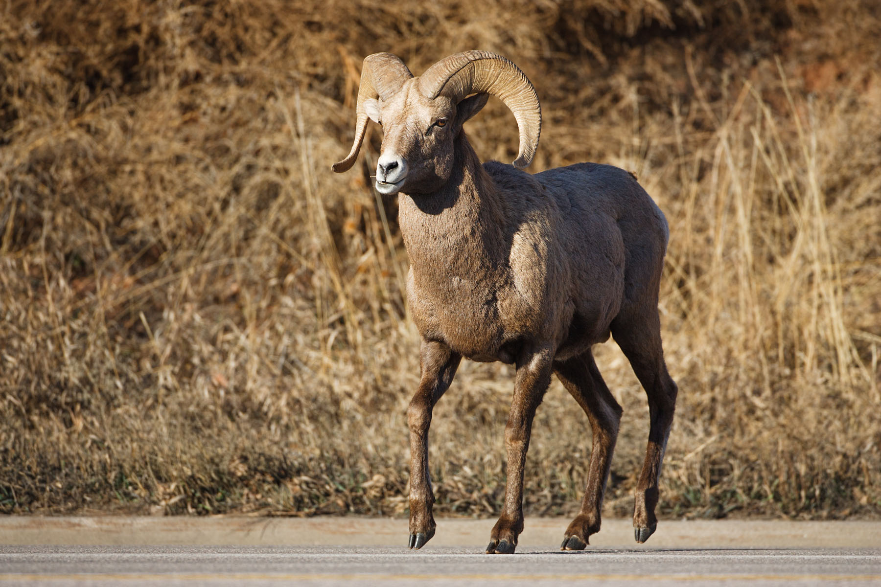 Rocky Mountain Bighorn crossing the highway, Cleghorn State Fish Hatchery, SD.  Click for next photo.