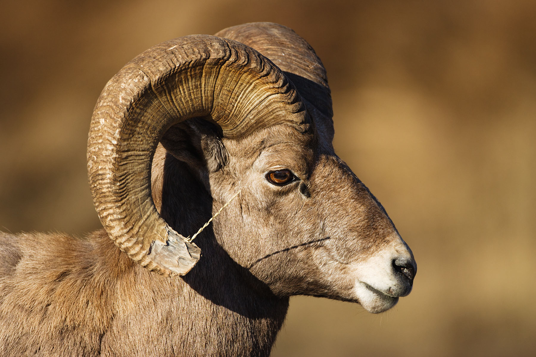 Rocky Mountain Bighorn with grass stuck in his horn, Cleghorn State Fish Hatchery, SD.  Click for next photo.