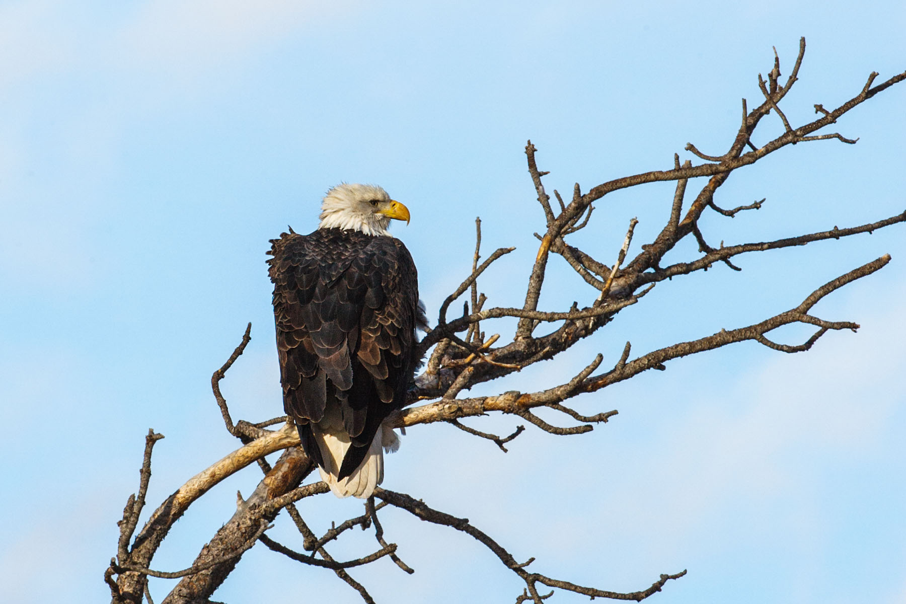 Bald eagle, Custer State Park, SD.  Click for next photo.