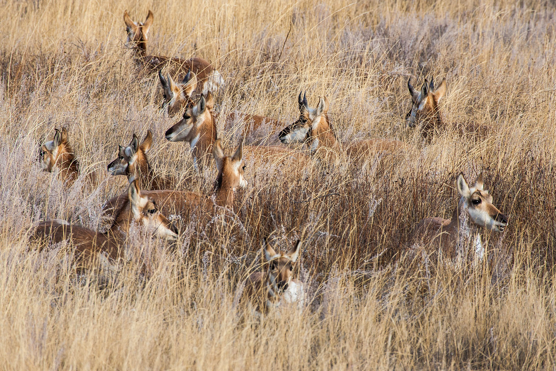 Pronghorns among the grass, Custer State Park, SD.  Click for next photo.