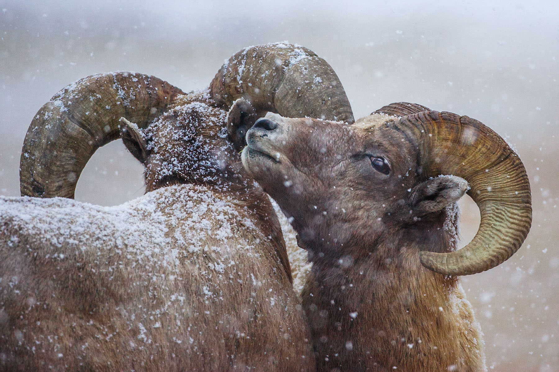 Rocky Mountain Bighorns in the snow, Custer State Park.  Click for next photo.