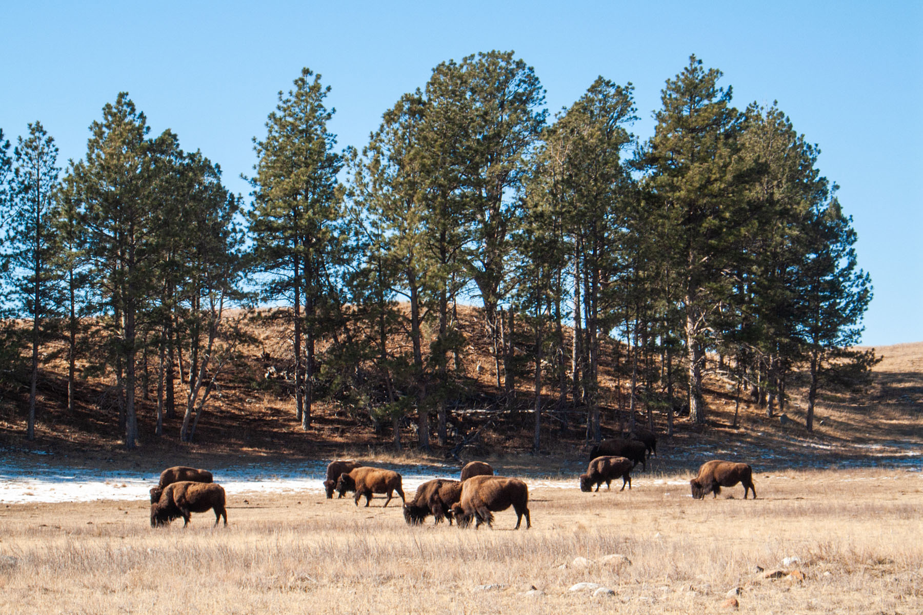 Bison, Custer State Park, South Dakota.  Click for next photo.