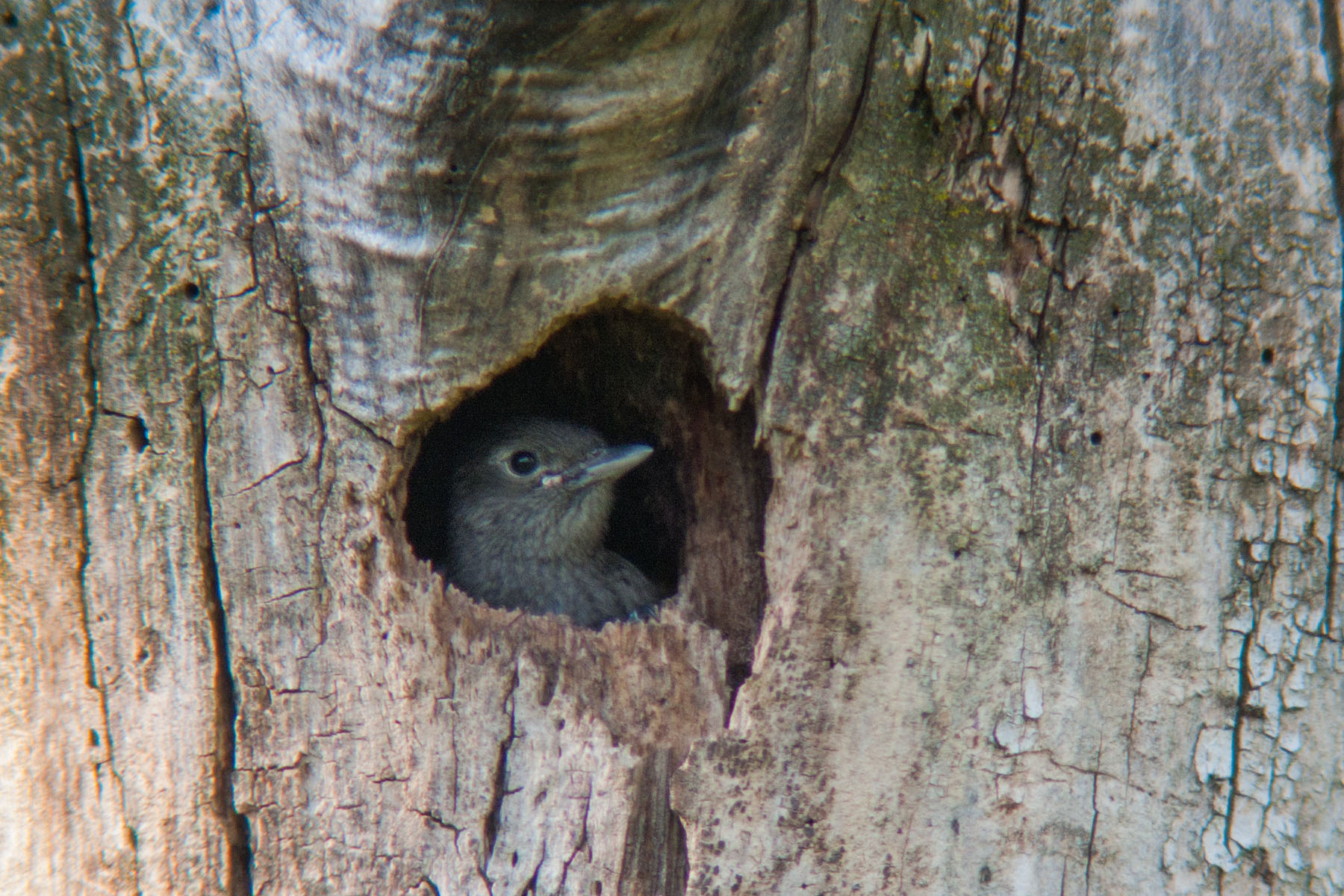 Red-headed woodpecker chick peering out of nest hole, Newton Hills State Park.  Even a long camera lens wasnt enough, shot through a telescope.  Click for next photo.