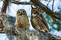 Great Horned Owl fledgling and mother, Honeymoon Island State Park, Florida.  <a href="http://www.thomasoneil.com/stock.php">This image available for licensing.</a>