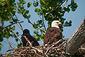 Eagles nest, Squaw Creek NWR, Missouri.  Digiscoped.