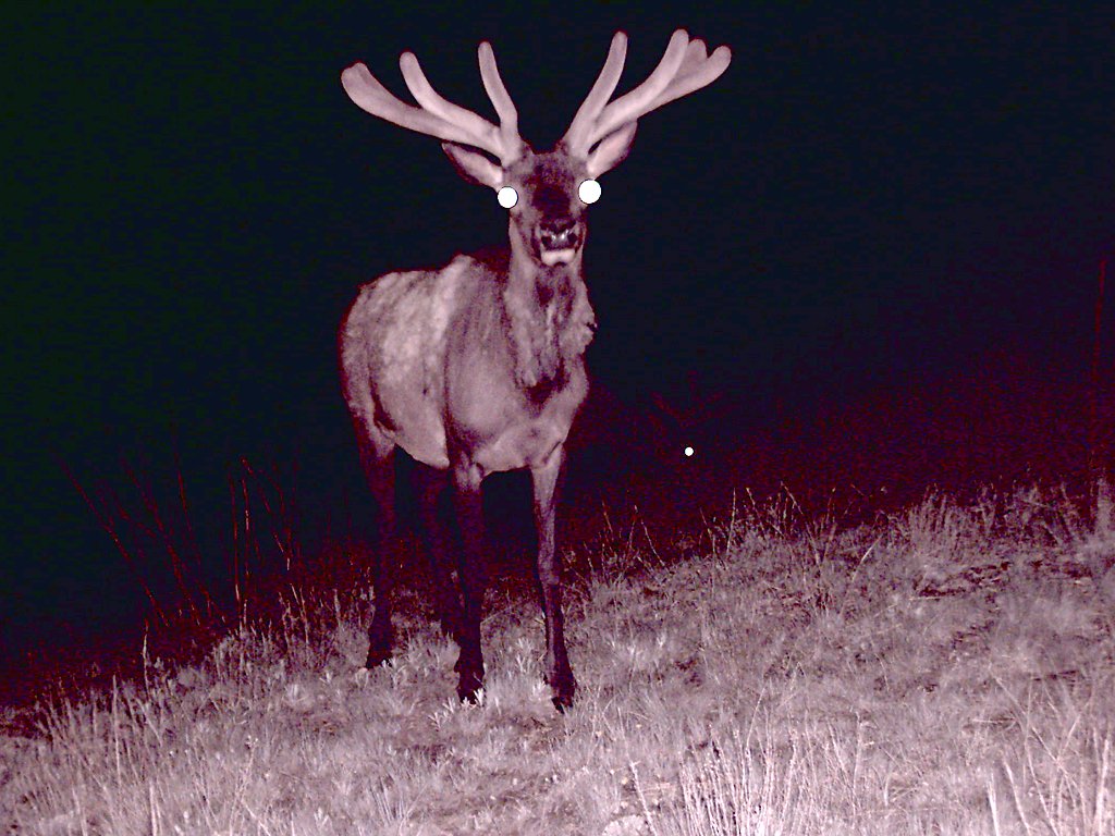 Elk taken with trail cam, Wind Cave National Park, South Dakota.  Click for next photo.