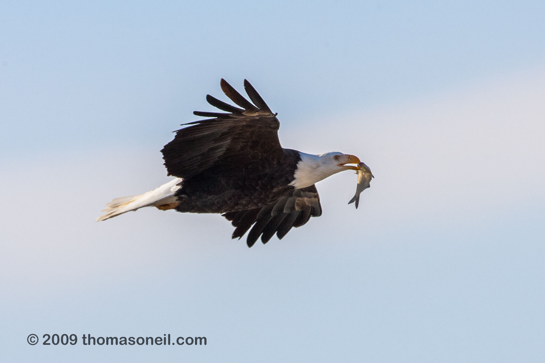 Bald eagle carrying a fish from the Mississippi River, Keokuk, Iowa.  Click for next photo.