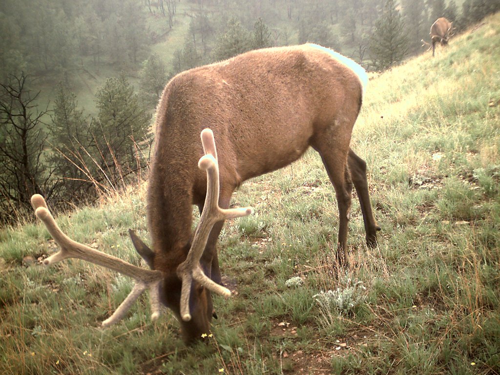 Elk taken with trail cam, Wind Cave National Park, South Dakota.  Click for next photo.