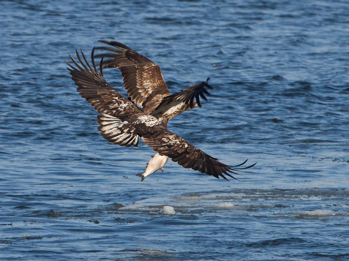 Bald eagle (juvenile) snagging a fish attracts attention, Keokuk, Iowa.  Click for next photo.
