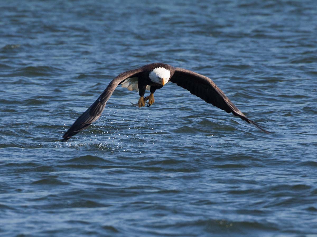 Bald eagle gets a small fish, Keokuk, Iowa.  Click for next photo.