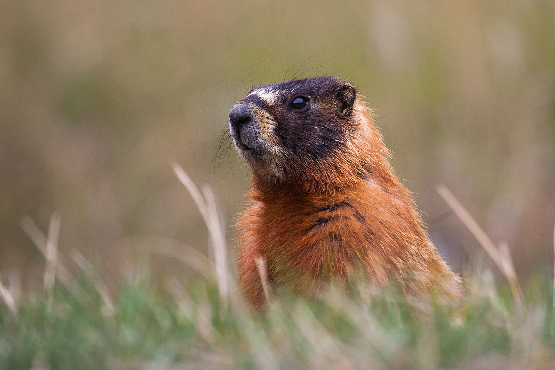 Marmot, Custer State Park.  Click for next photo.