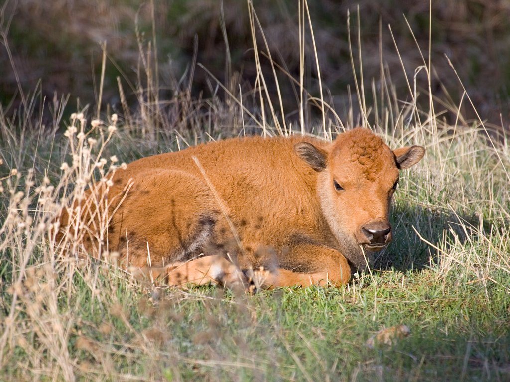 Bison calf, Custer State Park, South Dakota, May 2009.  Click for next photo.