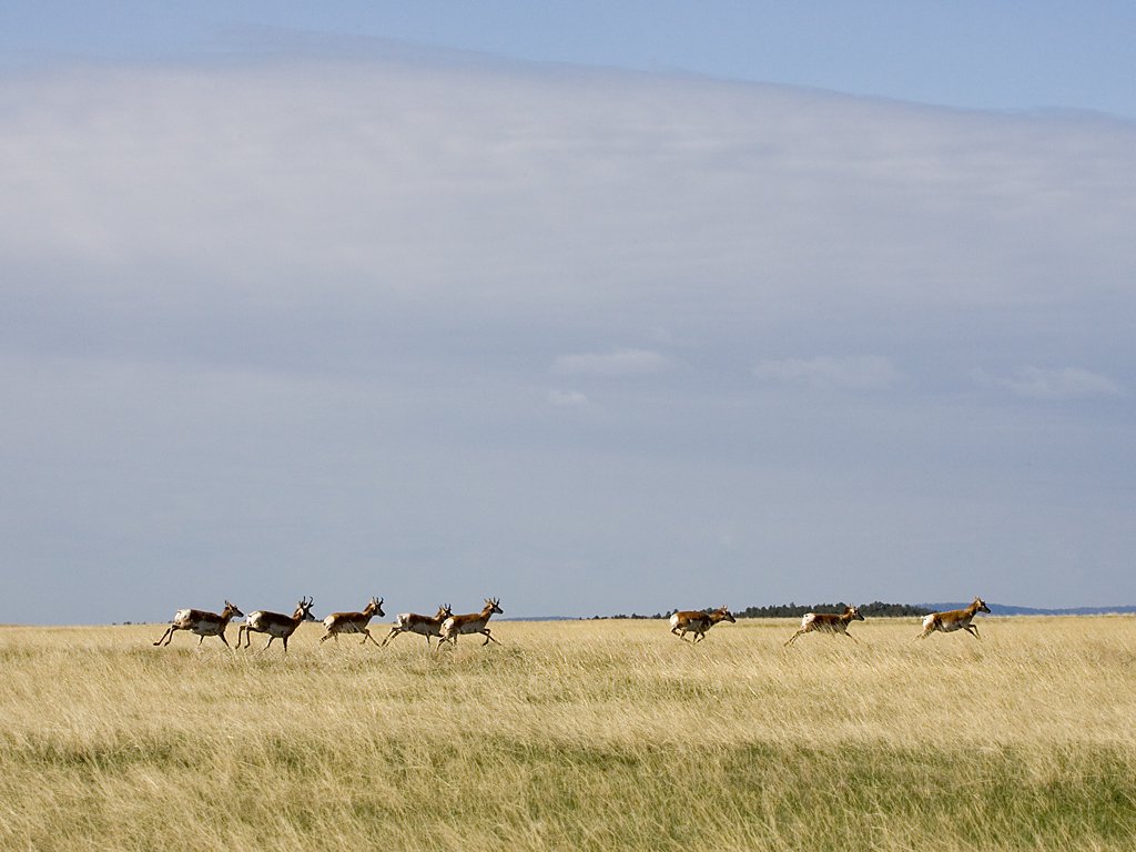 Pronghorns sprinting across the prairie, Wind Cave National Park, South Dakota.  Click for next photo.