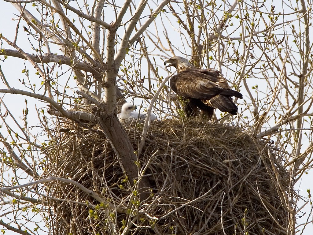 Golden eagles in nest near Quinn, South Dakota.  Click for next photo.