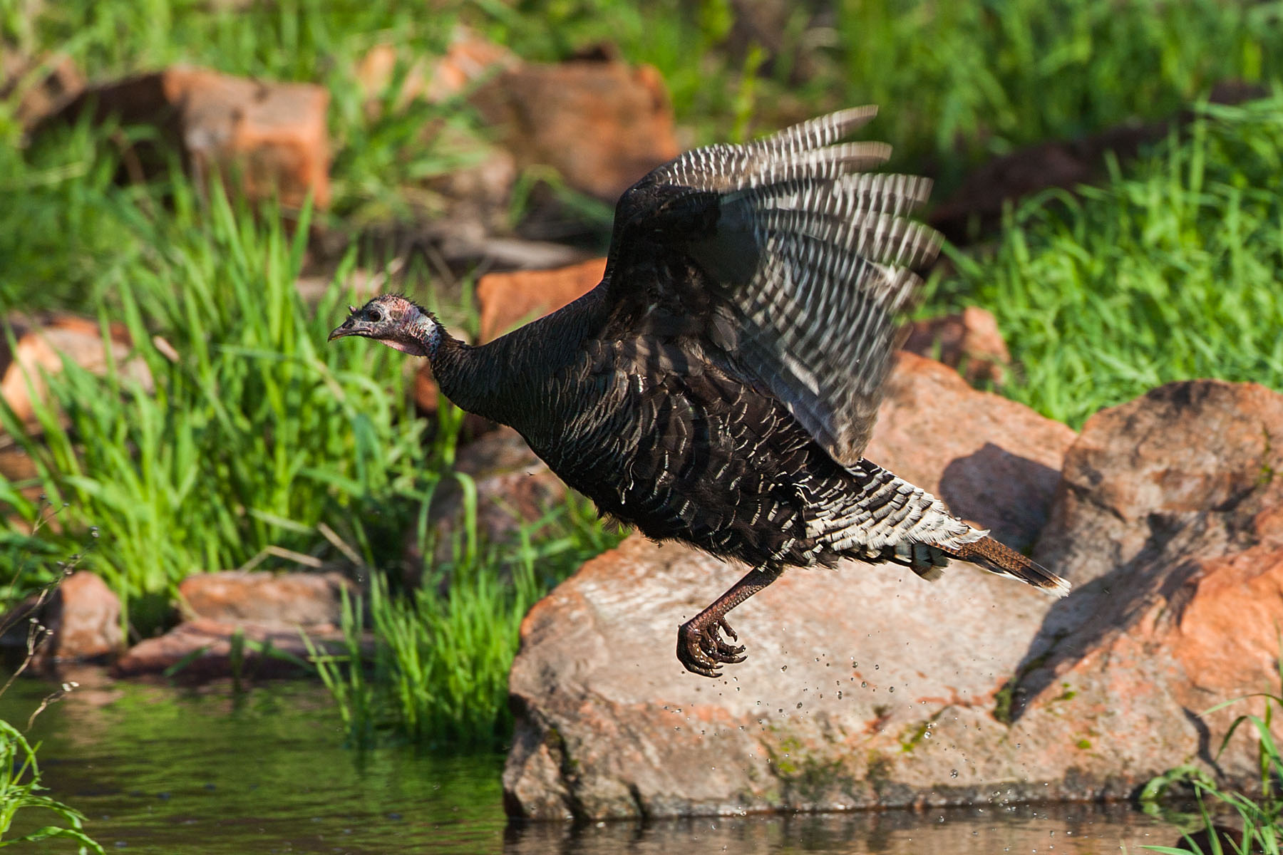 Wild turkey jumping a creek, Custer State Park.  Click for next photo.
