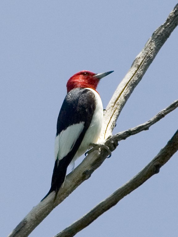 Red-headed woodpecker, Newton Hills State Park, South Dakota, 2009.  Click for next photo.