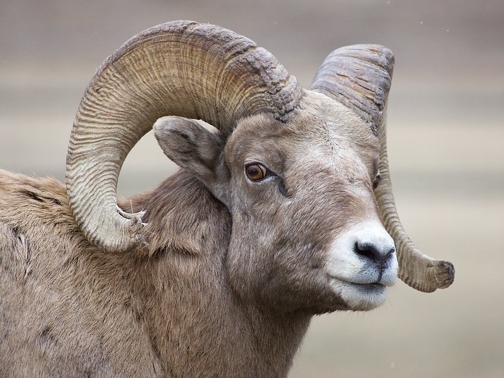 Rocky Mountain Bighorn ram, Custer State Park, Dec. 5, 2009.  Click for next photo.