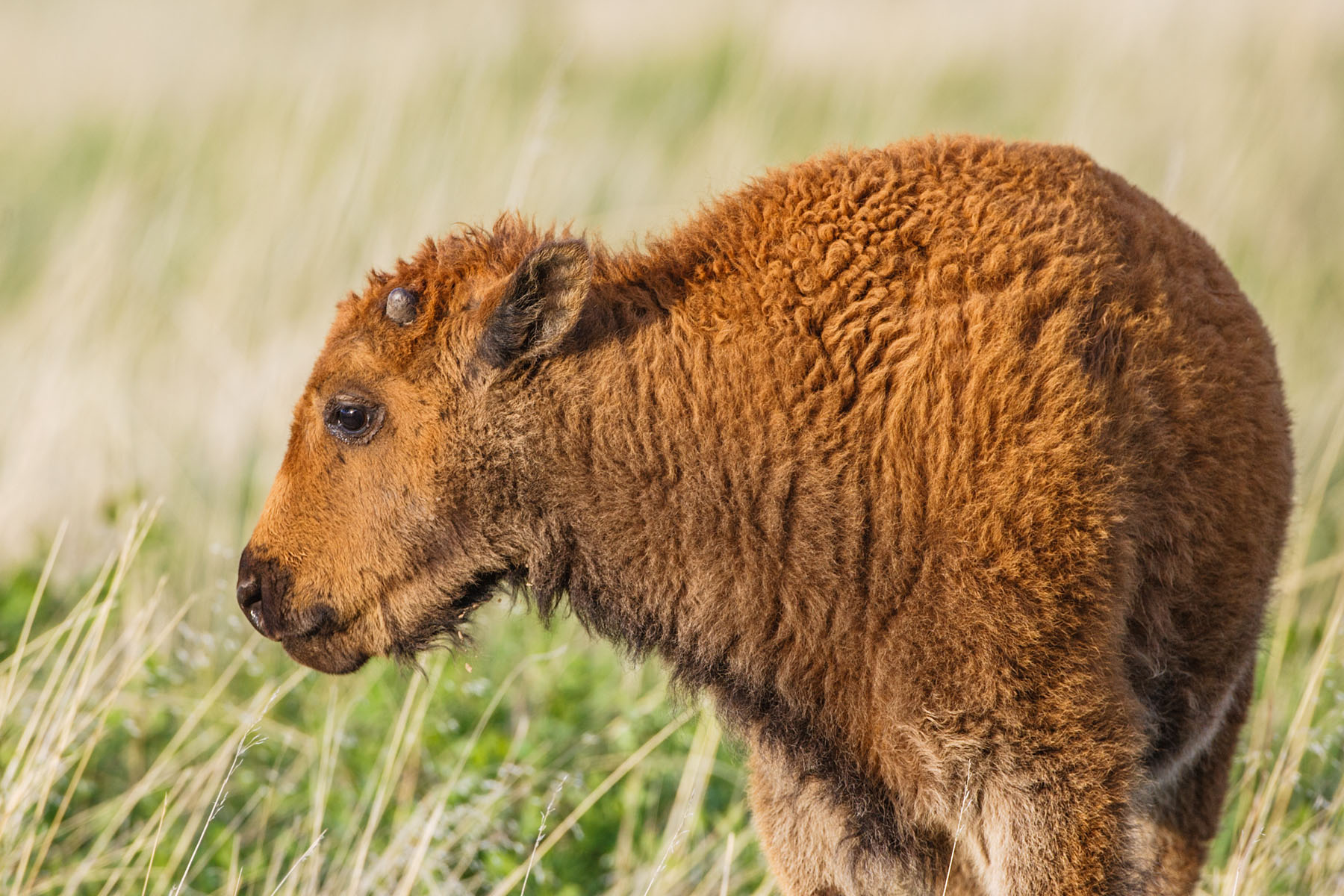Bison calf, Custer State Park, South Dakota.  Click for next photo.