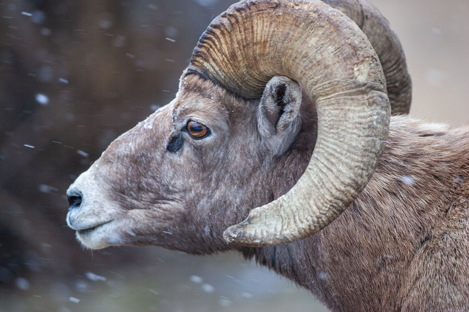 Rocky Mountain Bighorn ram, Custer State Park.  Click for next photo.
