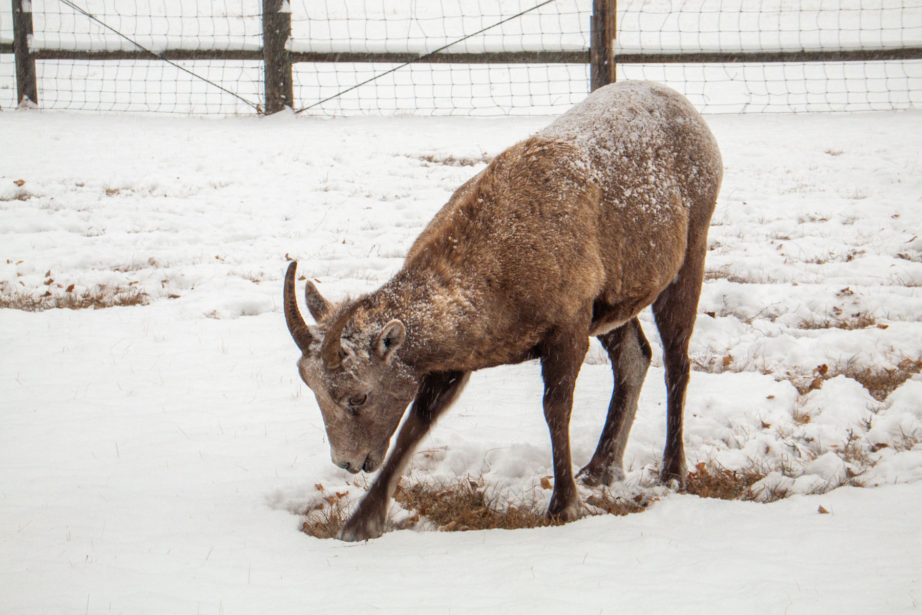 Rocky Mountain Bighorn ewe digs through the snow to feed, Custer State Park.  Click for next photo.
