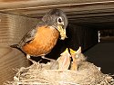 Robin nest under the deck, July 1, 2009.
