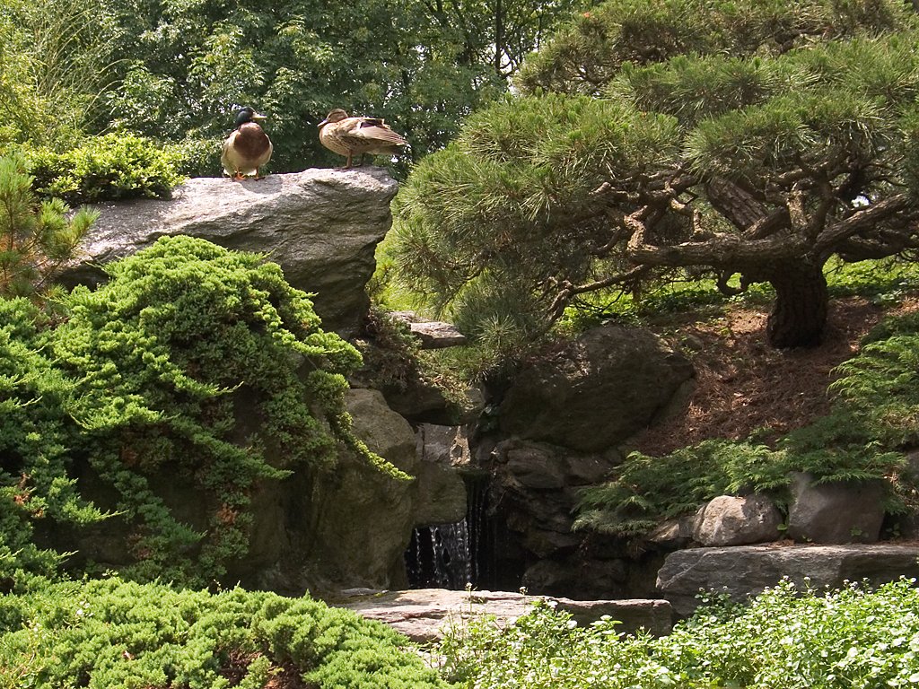 Ducks and waterfall, Brooklyn Botanic Garden.  Click for next photo.