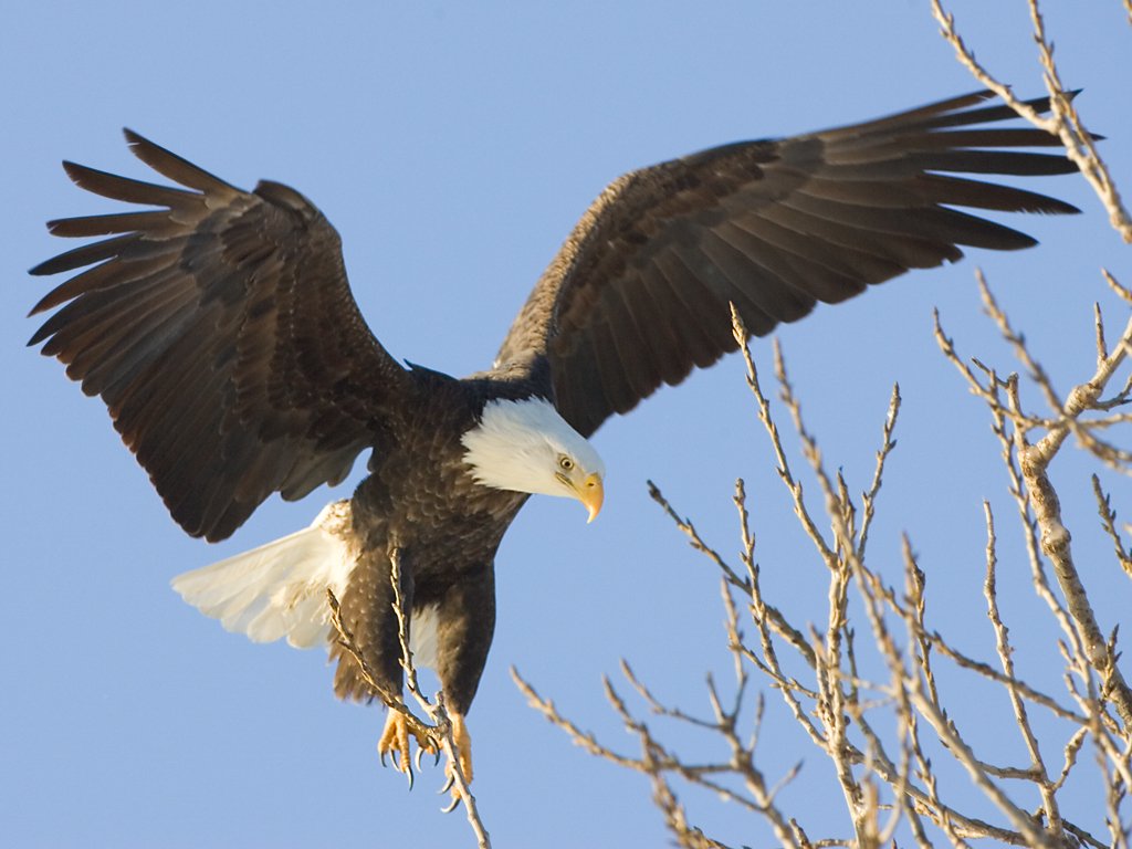Bald eagle, Keokuk, IA.  Click for next photo.
