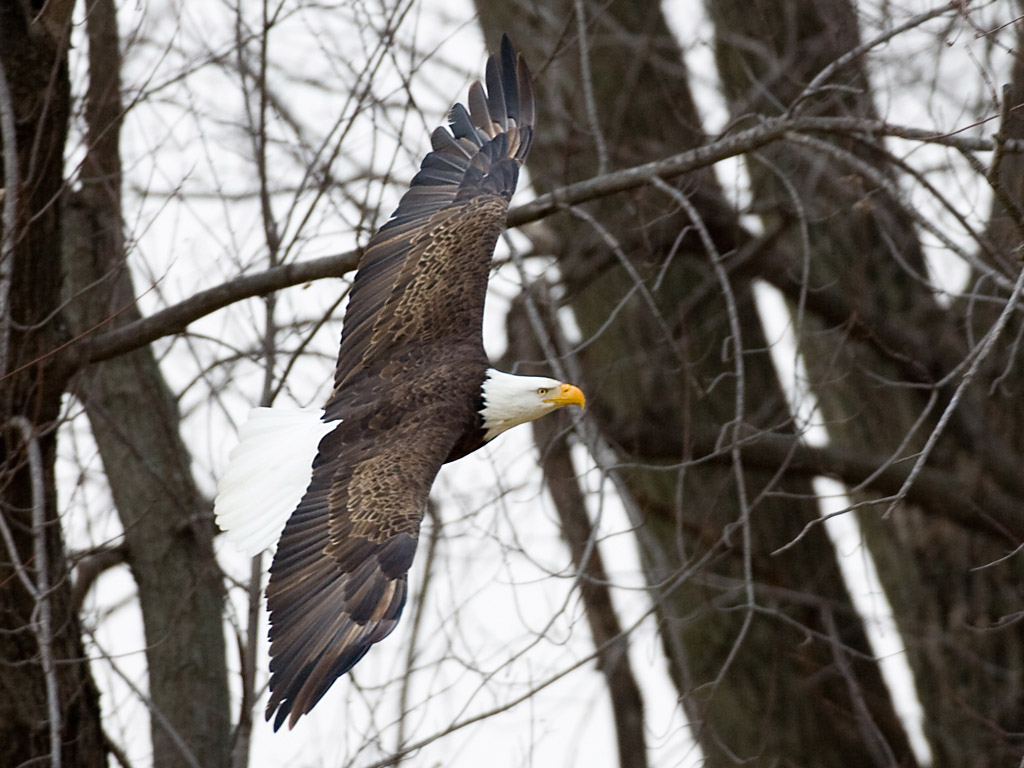 Bald Eagle at Squaw Creek NWR, northwest Missouri.  Click for next photo.