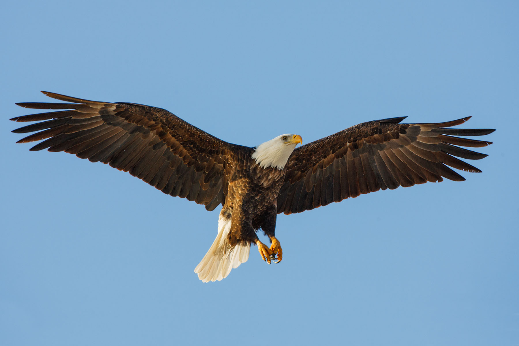 Bald eagle, Keokuk, IA.  Click for next photo.