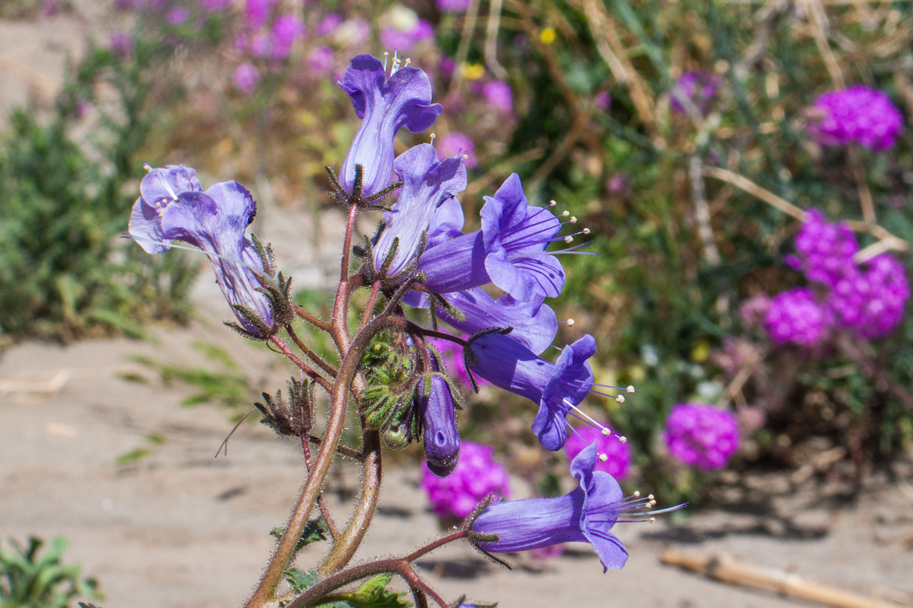 Flowers in the desert, Borrego Springs, California.  Click for next photo.