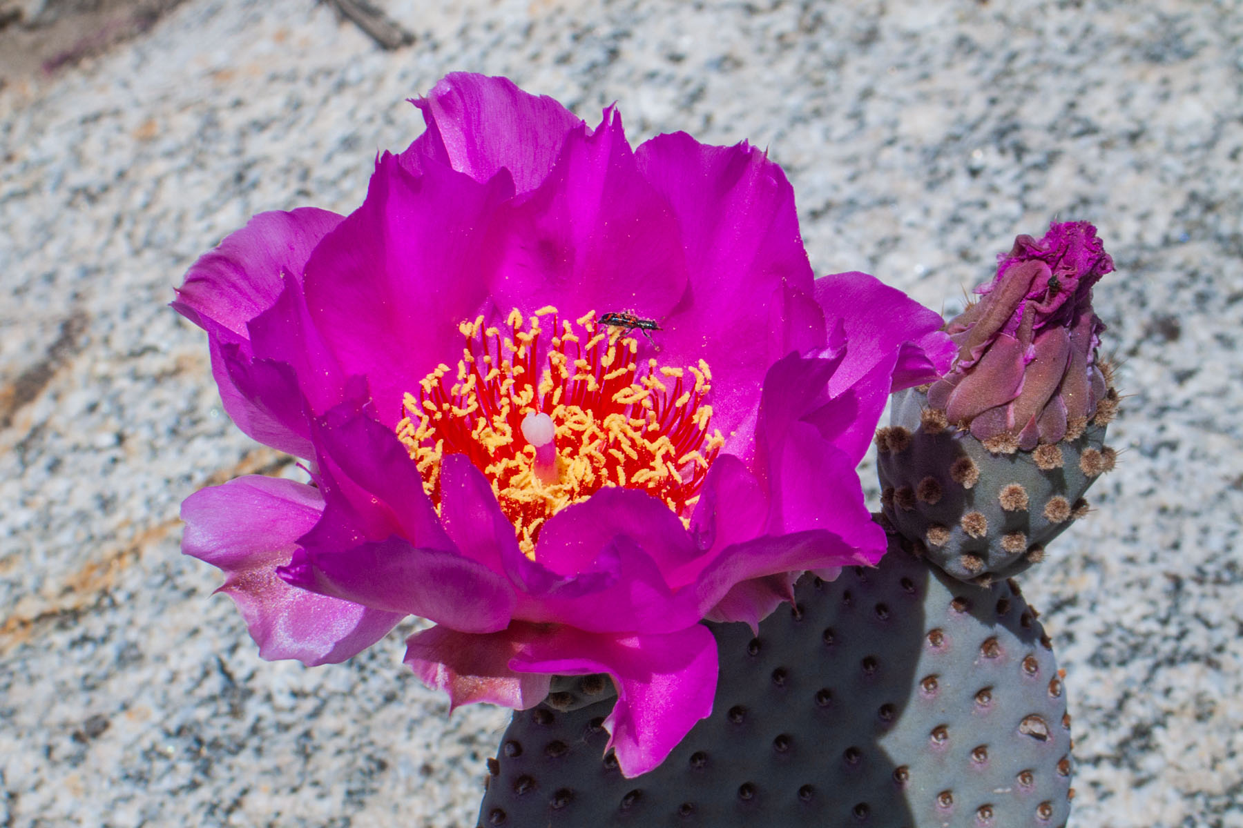 Cactus flower, Borrego Springs, California.  Click for next photo.