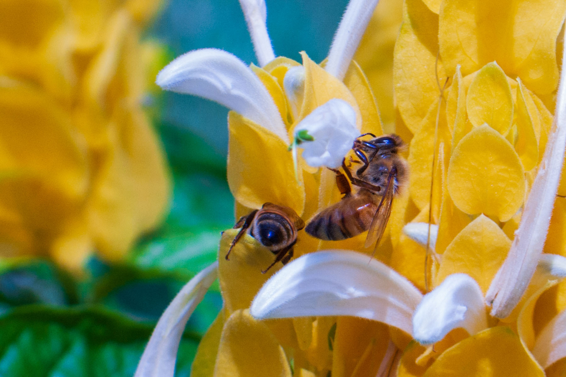 Bees on Peruvian flower Pachystachys lutea near the Smithsonian Castle.  Click for next photo.