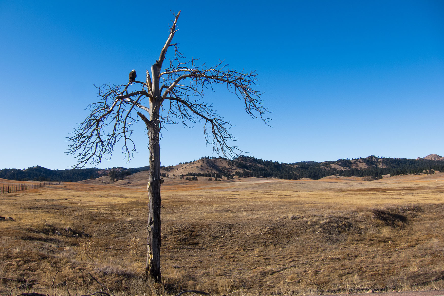 The eagle tree on Highway 87, Custer State Park.  Click for next photo.