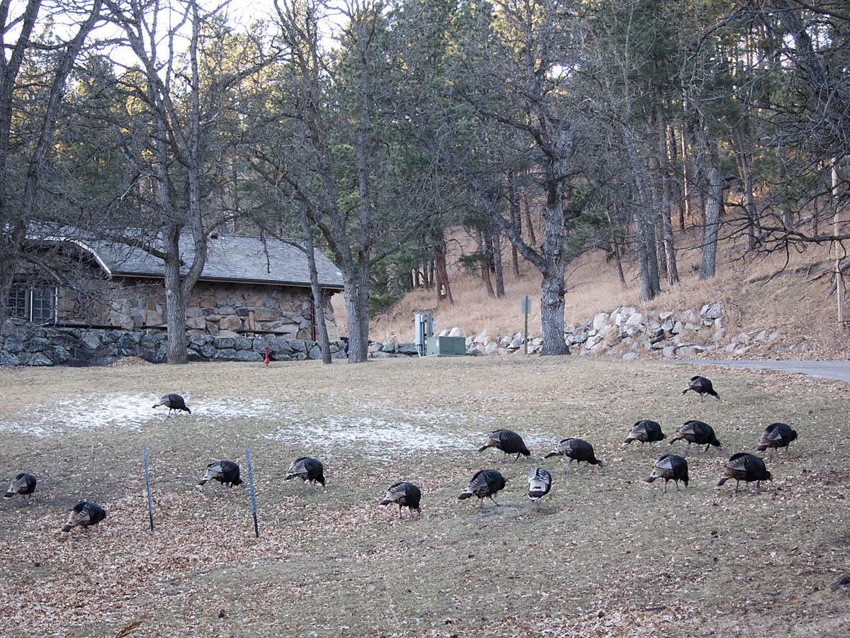 Just part of a huge flock of turkeys near the visitor center, Custer State Park.  Click for next photo.