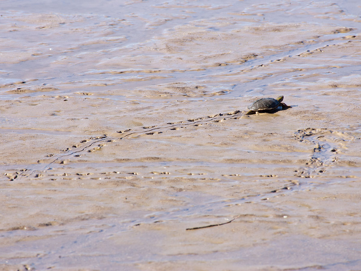 Turtle making tracks, Bosque del Apache NWR, New Mexico.  Click for next photo.