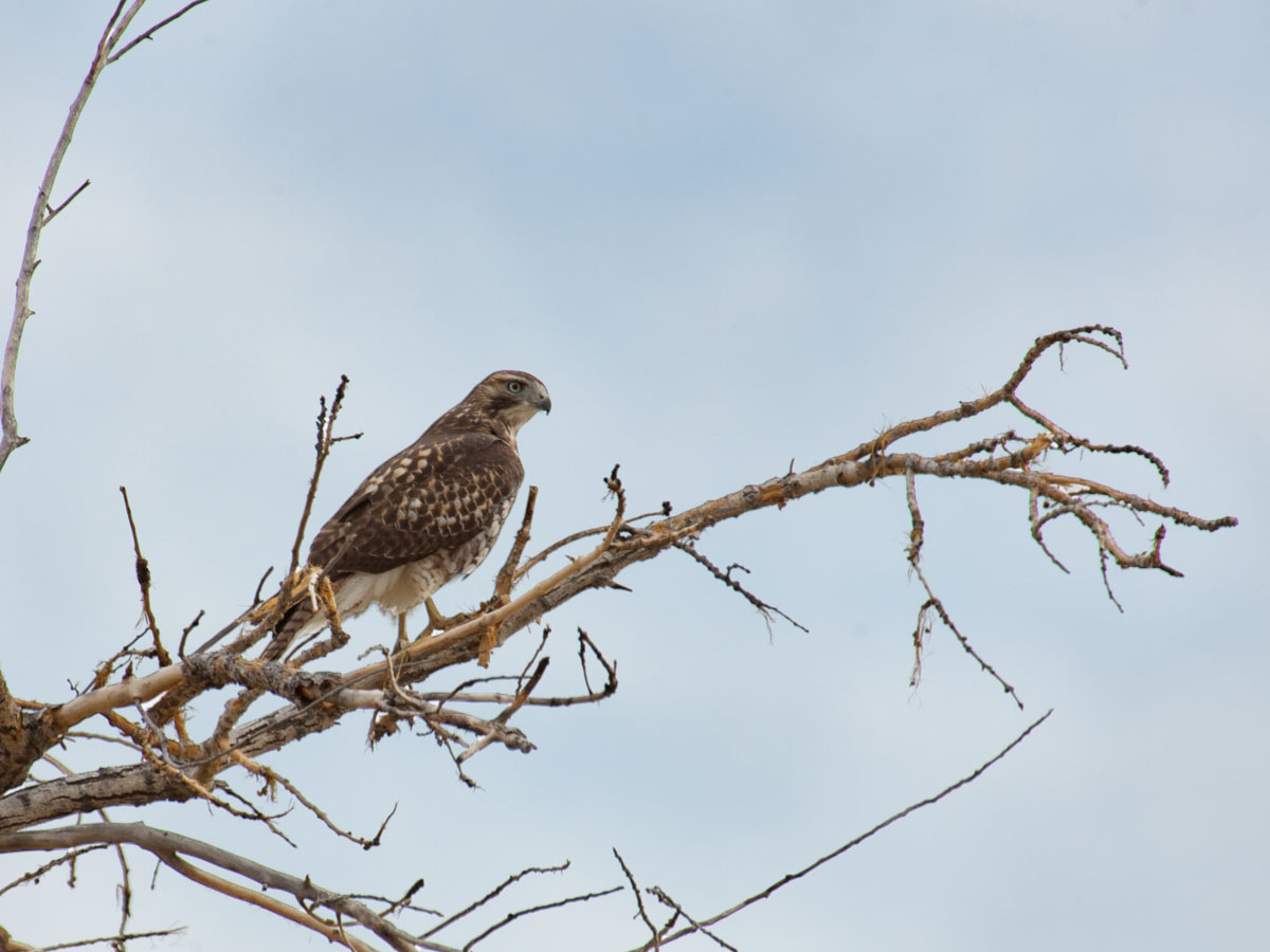 Hawk, Bosque del Apache NWR, New Mexico.  Click for next photo.
