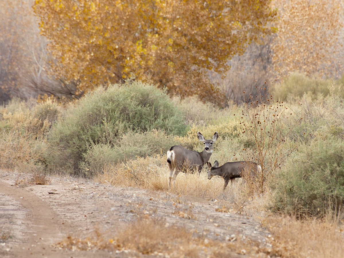 Mule deer, Bosque del Apache NWR, New Mexico, November 2011.  Click for next photo.