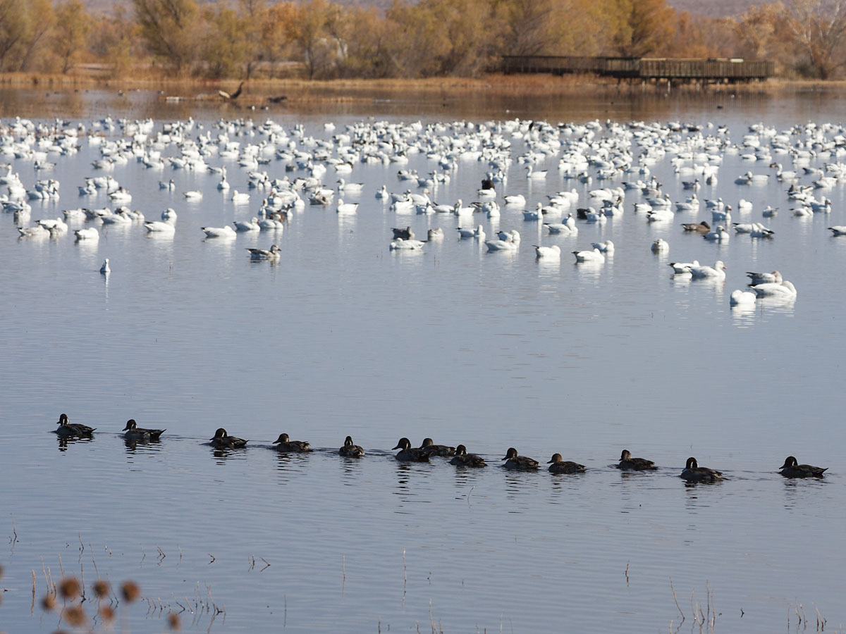 Ducks file past, Bosque del Apache NWR, New Mexico.  Click for next photo.