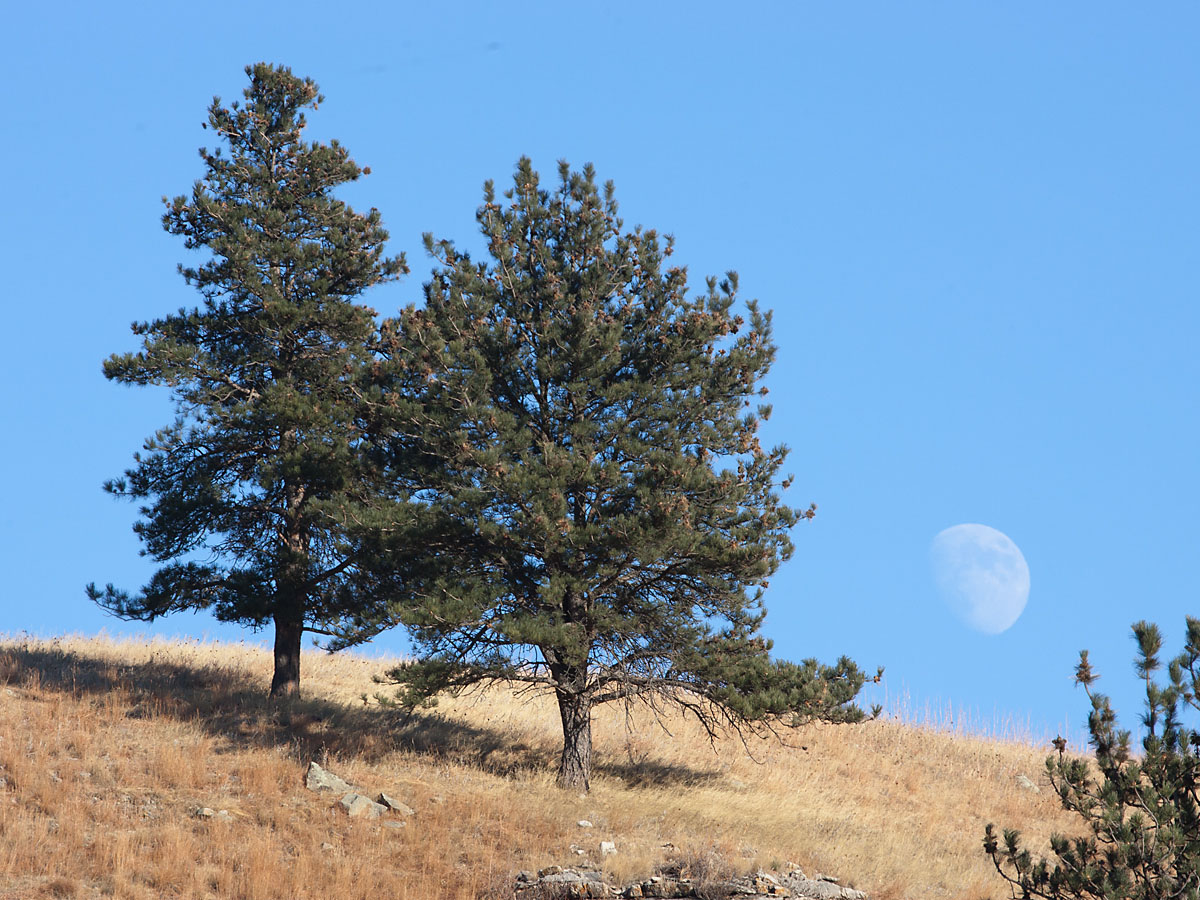 Moon rising, Custer State Park.  Click for next photo.