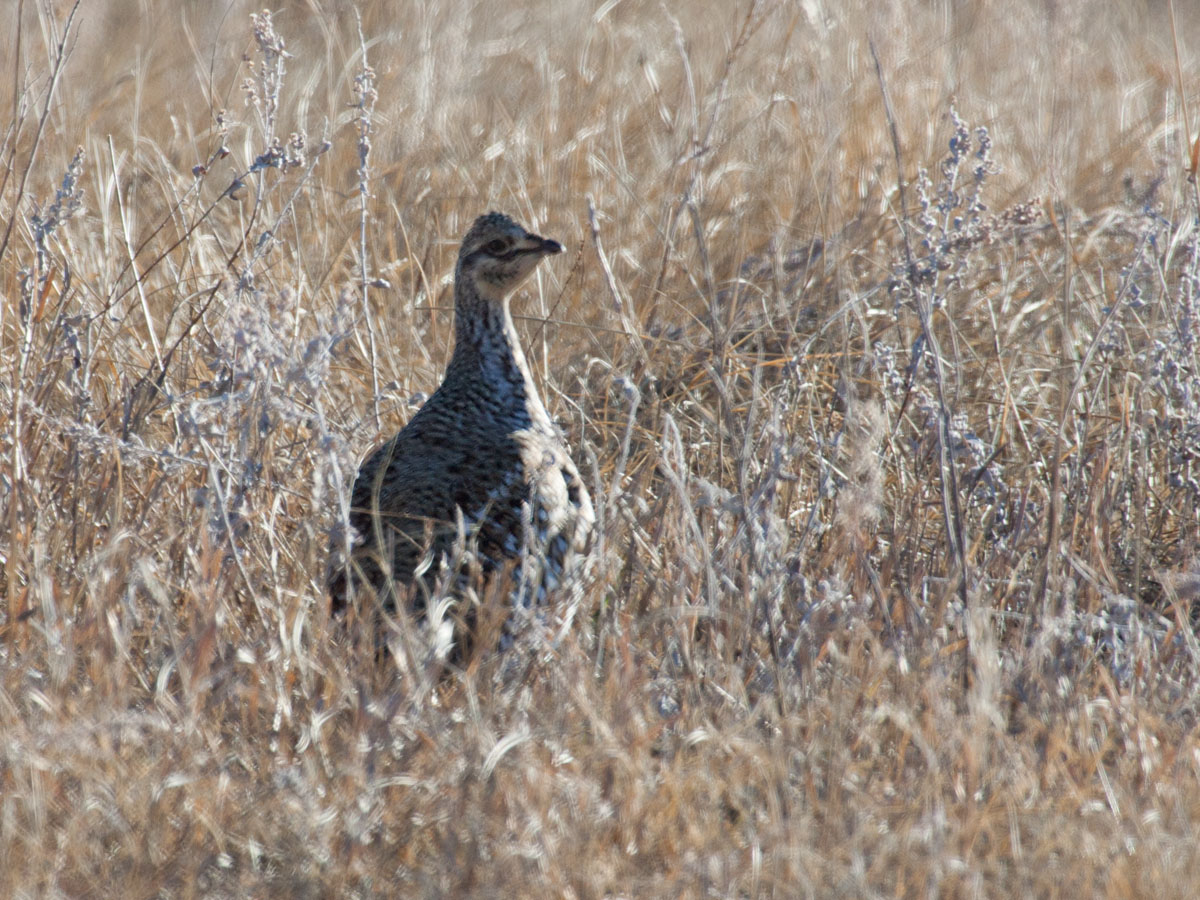 Prairie Chicken, Custer State Park.  Click for next photo.