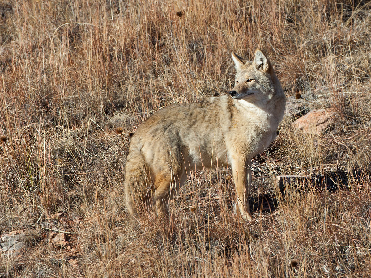 Coyote, Custer State Park.  Click for next photo.