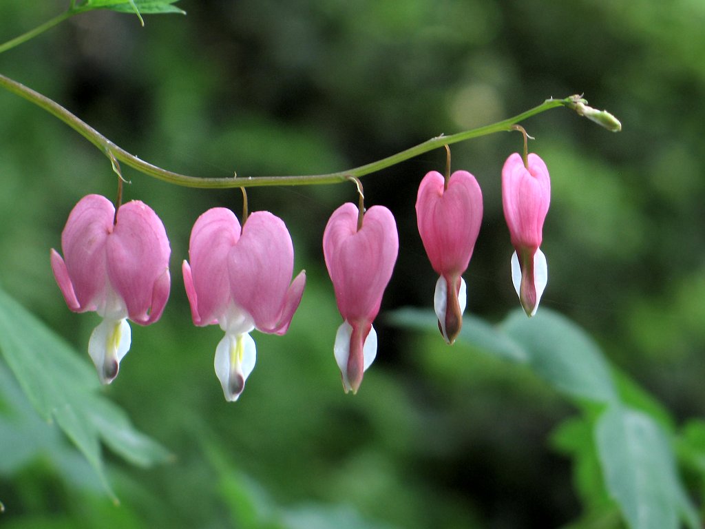 Bleading hearts, Brooklyn Botanic Garden.  Click for next photo.