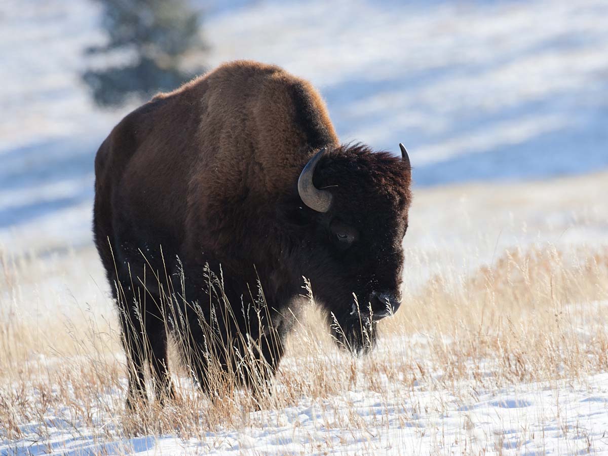 Bison, Custer State Park, SD, January 2011.  Click for next photo.