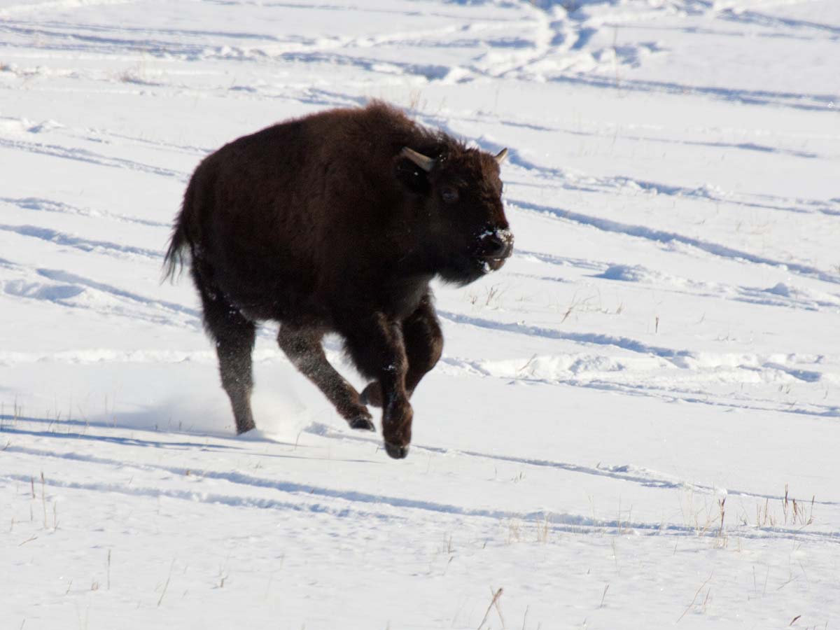 Bison calf looking for its mother, Custer State Park, SD, January 2011.  Click for next photo.