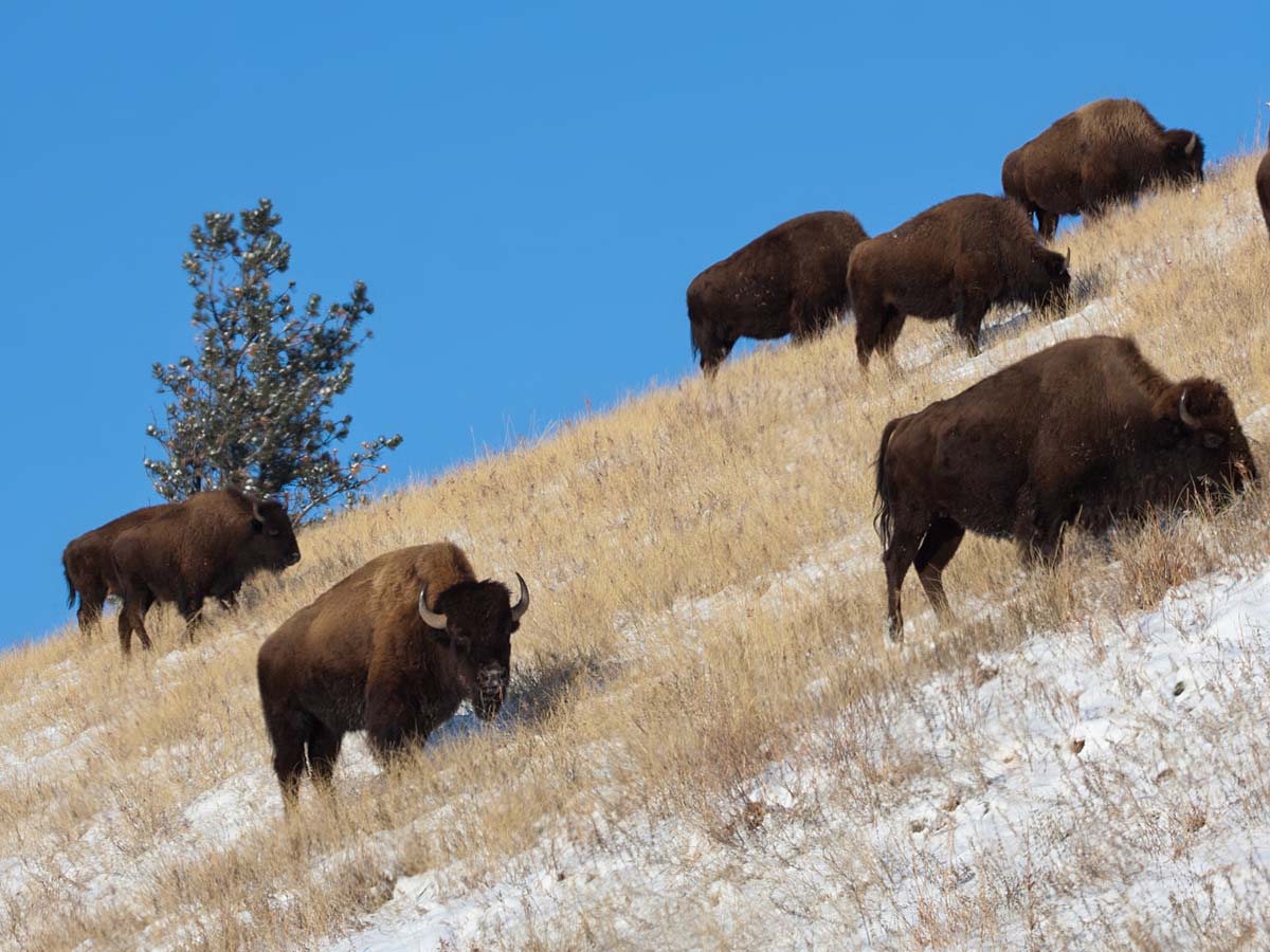 Bison hit the slopes, Custer State Park, SD, January 2011.  Click for next photo.
