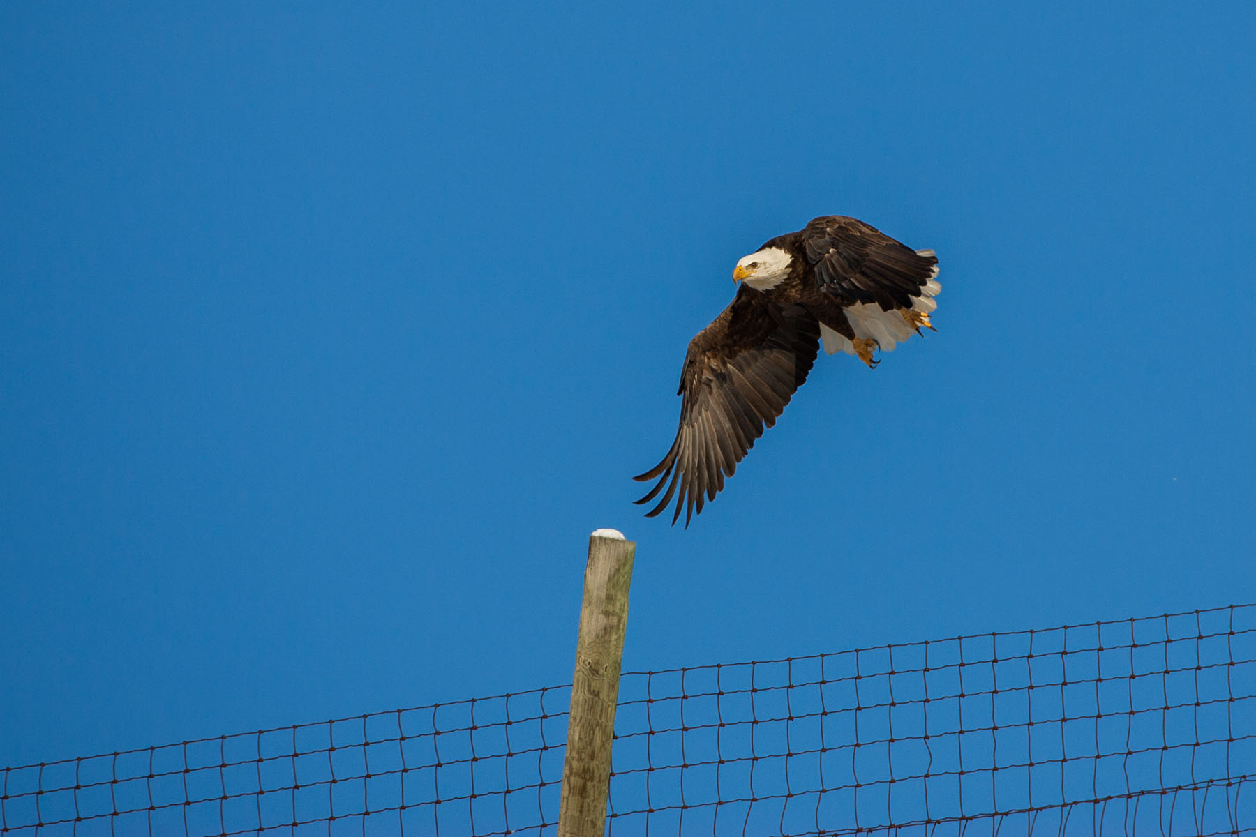 Bald Eagle, Custer State Park.  Click for next photo.