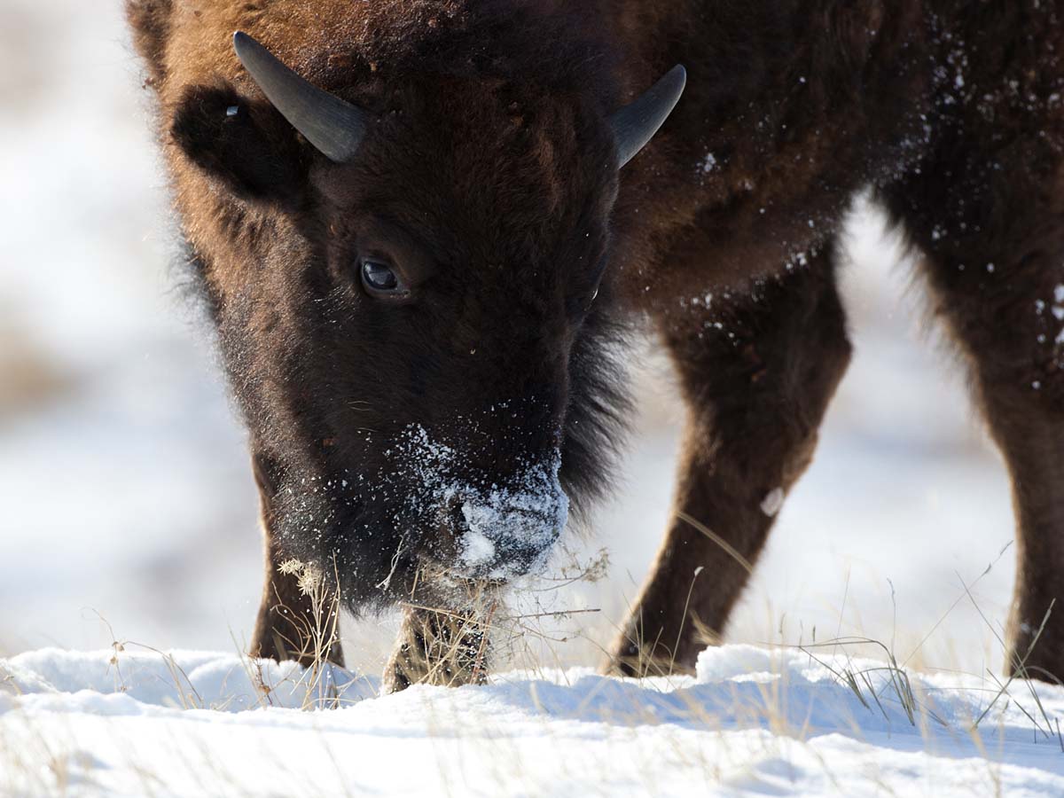 Bison sweeps away the snow with his nose, Custer State Park, SD, January 2011.  Click for next photo.