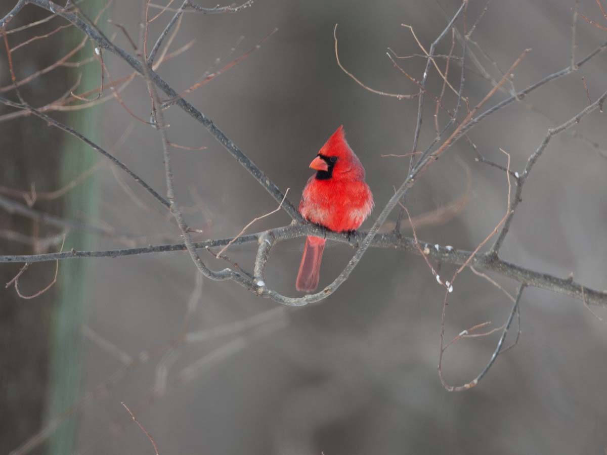 Cardinal, Credit Island, Iowa, February 2011.  Click for next photo.